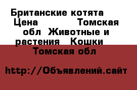 Британские котята ,  › Цена ­ 2 500 - Томская обл. Животные и растения » Кошки   . Томская обл.